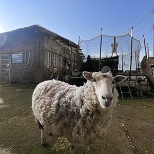 Sheep Announcing Arrival