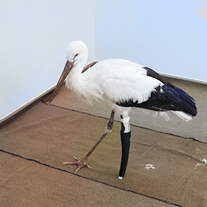 Stork Gets Prosthetic Leg